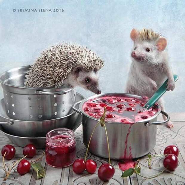 Тайная жизнь домашних ежиков Тайная жизнь домашних ежиков