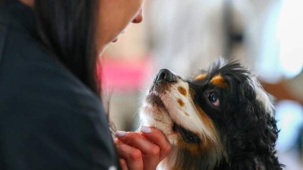 Кинолог Голубев рассказал, какие цветы особенно опасны для собак