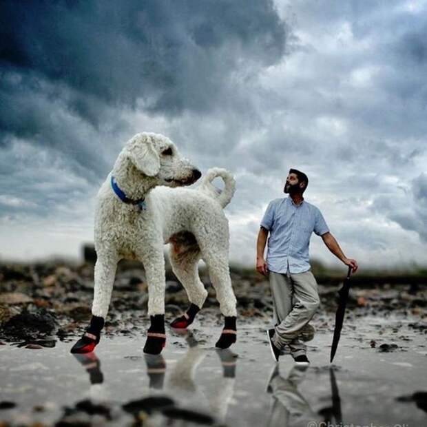 22 забавных фотографии о невероятных приключениях фотографа и его «гигантской» собаки