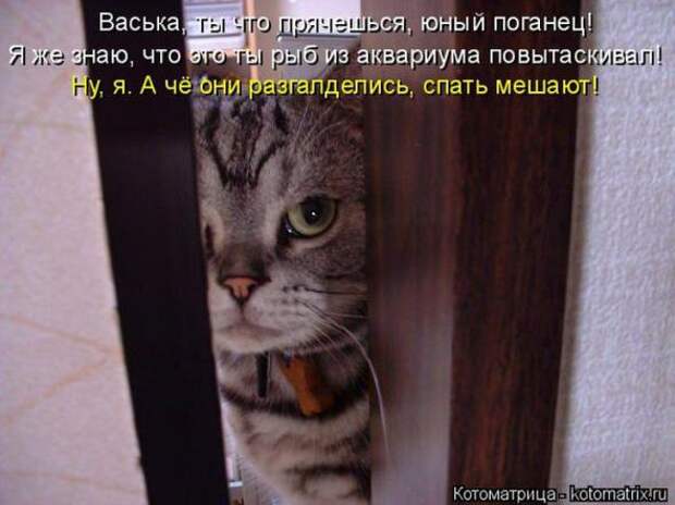 Котоматрицы (картинки с надписями)