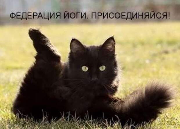 Сборка котоматриц
