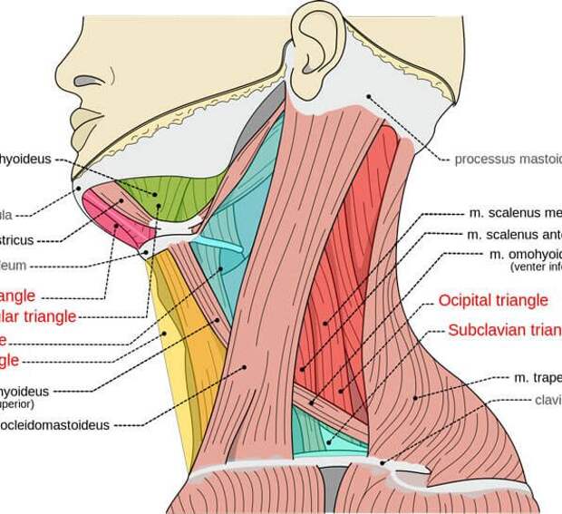 Что делать, если напряжена шея