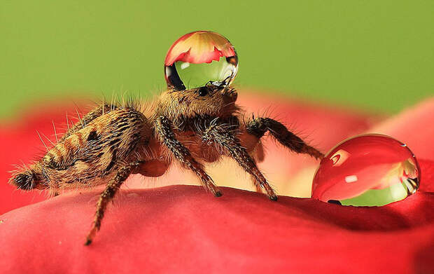 spiders03 spiders03 Умилительные пауки в шапочках из воды