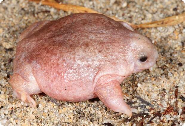 Лягушка-черепаха (лат. Myobatrachus gouldii)