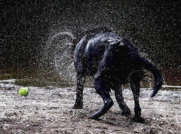 Игра с любимм мячиком весело, вода, животные, забавно, мило, собаки, собачьи игры, фото