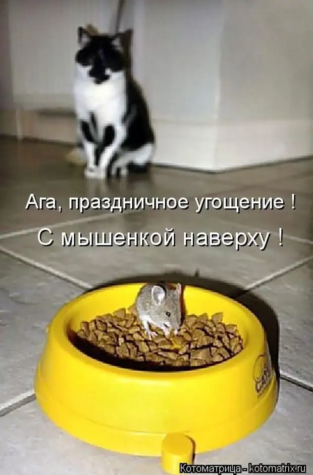 Кошка боится мышей