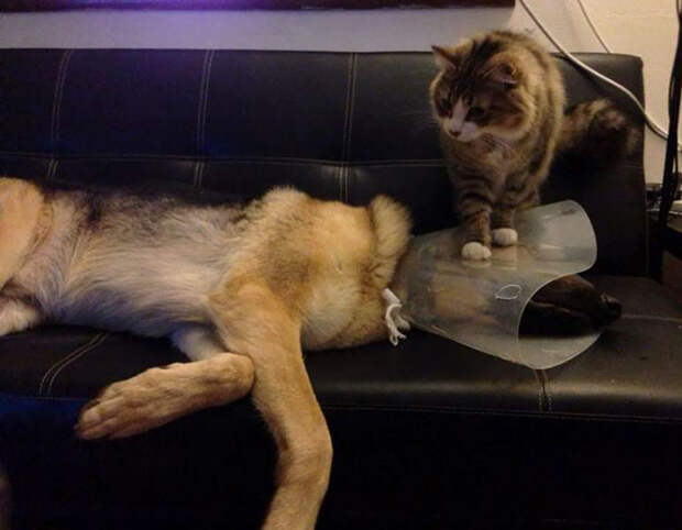 Животные, которым все равно