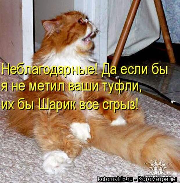 Новая котоматрица (44 шт)