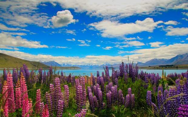Tekapo08 Tekapo08 Красочное цветение люпинов на озере Текапо