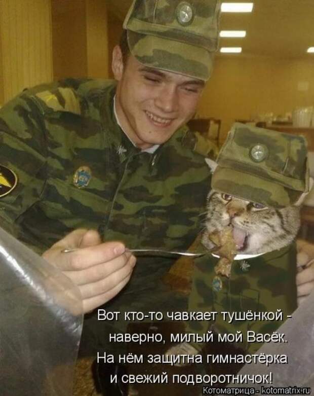 Свежая котоматрица на Бугаге (33 фото)