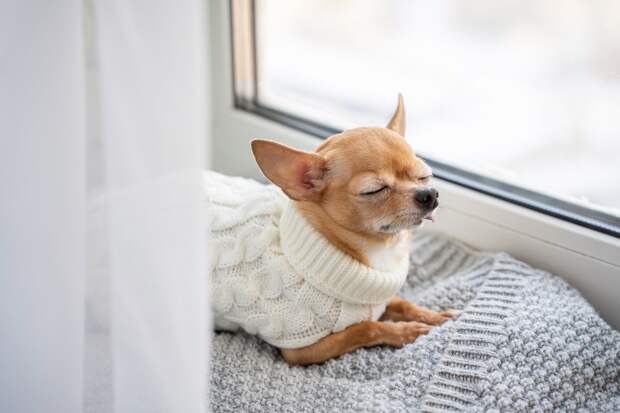 Раскрыта сумма для роскошной жизни собаки