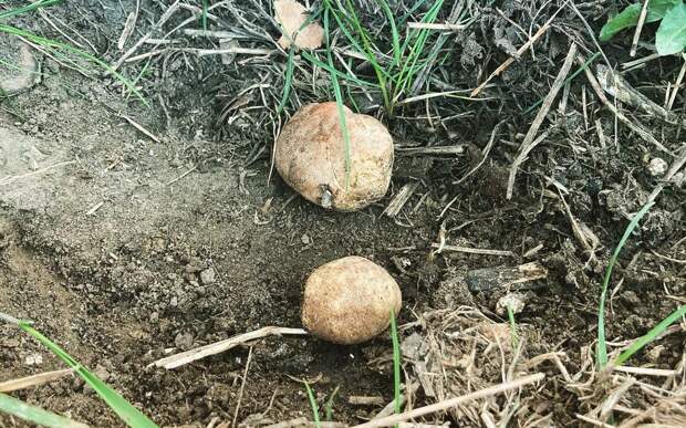 Редкие грибы-трюфели обнаружены в Северном Тушине