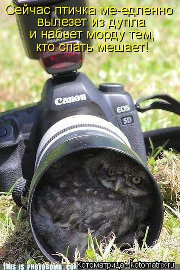 Котоматрицы (картинки с подписями)