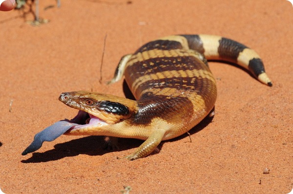 Западная тиликва (лат. Tiliqua occipitalis)
