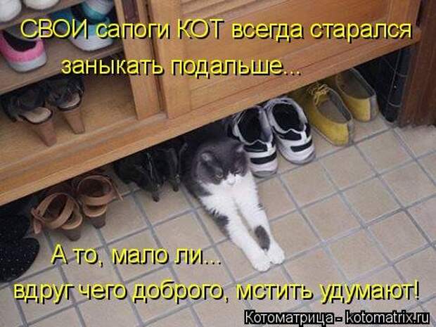 Свежая котоматрица для настроения (28 фото)