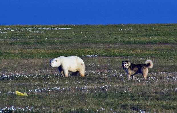Боцман против белых медведей. Дворняга установила свои законы в Арктике