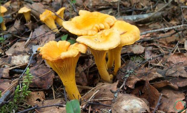 Аномально тёплая зима принесла грибы в российские леса
