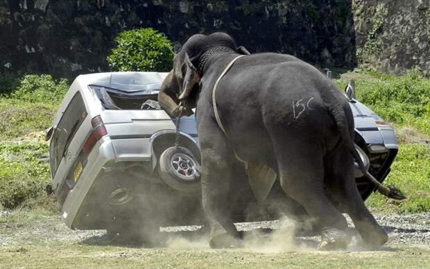 Разъярённый слон крушит микроавтобус, после того, как выкинул куда-то далеко его водителя. Шестой ежегодный турнир по поло на слонах. Галле, Шри-Ланка, февраль 2007. животные, люди