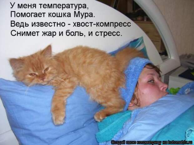 Котоматрицы (картинки с подписями)