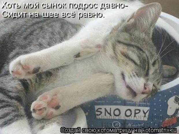 Сборка котоматриц