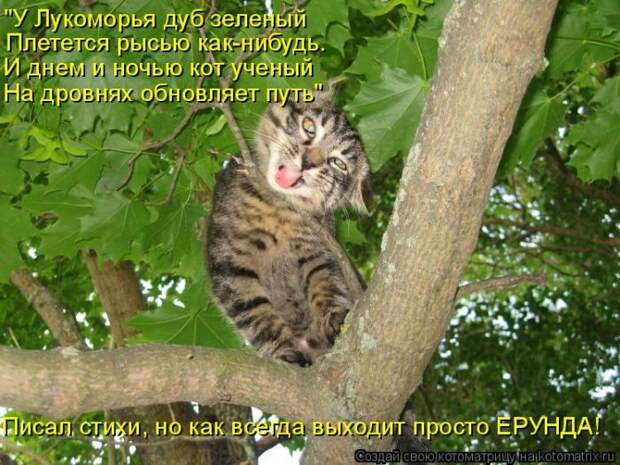 Лучшие котоматрицы недели Лучшие котоматрицы недели