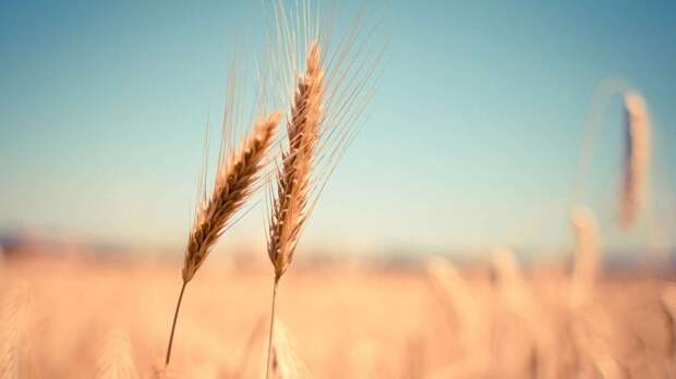 Ливийский порт Мисурата принял 27,5 тонны пшеницы из России