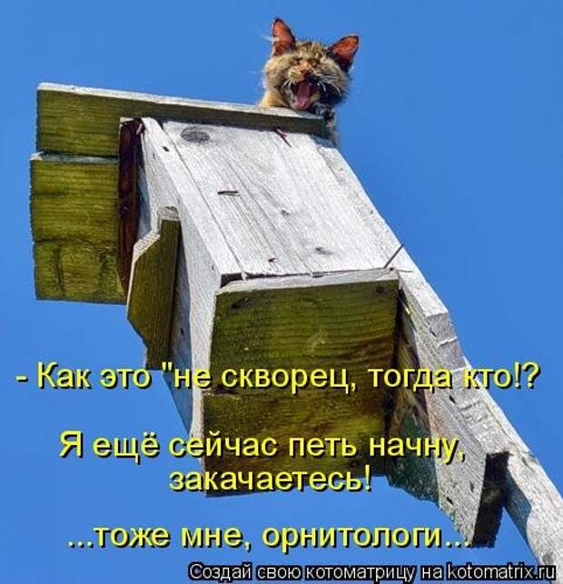 Свежая котоматрица на Бугаге (33 фото)