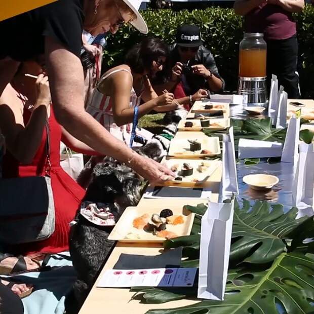 В Новой Зеландии для собак организовали большой обед с суши и роллами