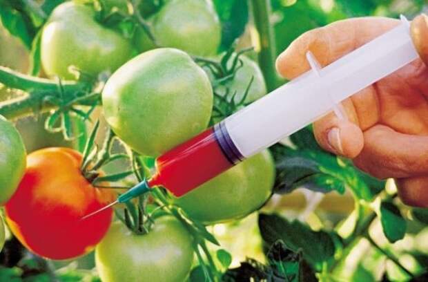 ГМО продукты опасны для здоровья человека. 