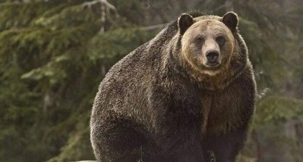 Почему и без того толстые медведи на Аляске продолжают набирать вес