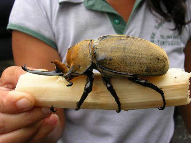 Самые большие и редкие насекомые большие насекомые, инсектофобия