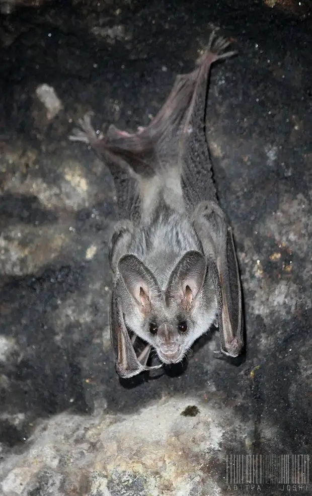 Greater_False_Vampire_Bat_(Megaderma_lyra)