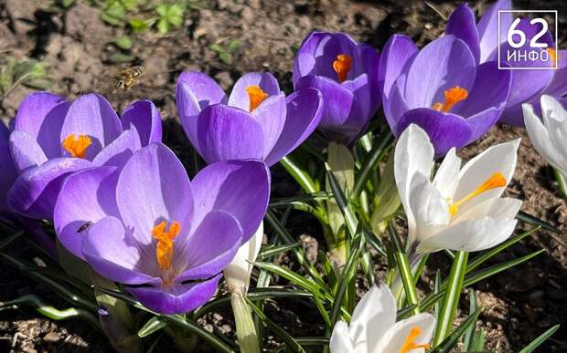 Уже на днях и до +10: в Рязанской области потеплеет досрочно