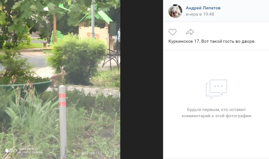 Фото дня: заяц пошел в разведку