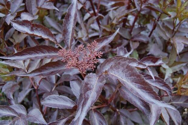 Бузина черная «Блэк Бьюти» (Sambucus nigra 'Black Beauty')