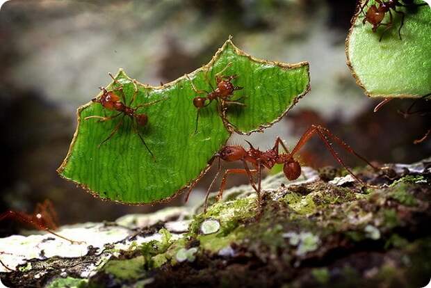 Муравьи (лат. Formicidae) 
