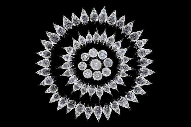 Победители конкурса микрофотогарфии Small World Photomicrography 2016