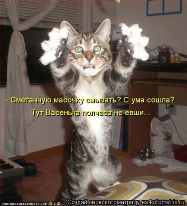 Лучшие котоматрицы недели (29 фото)