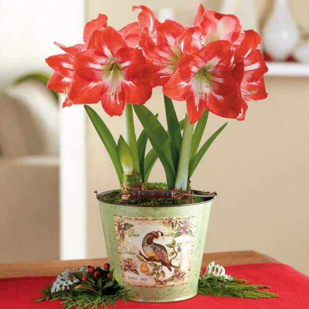 Гиппеаструм (Hippeastrum)