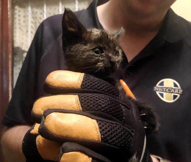 котенок в руках