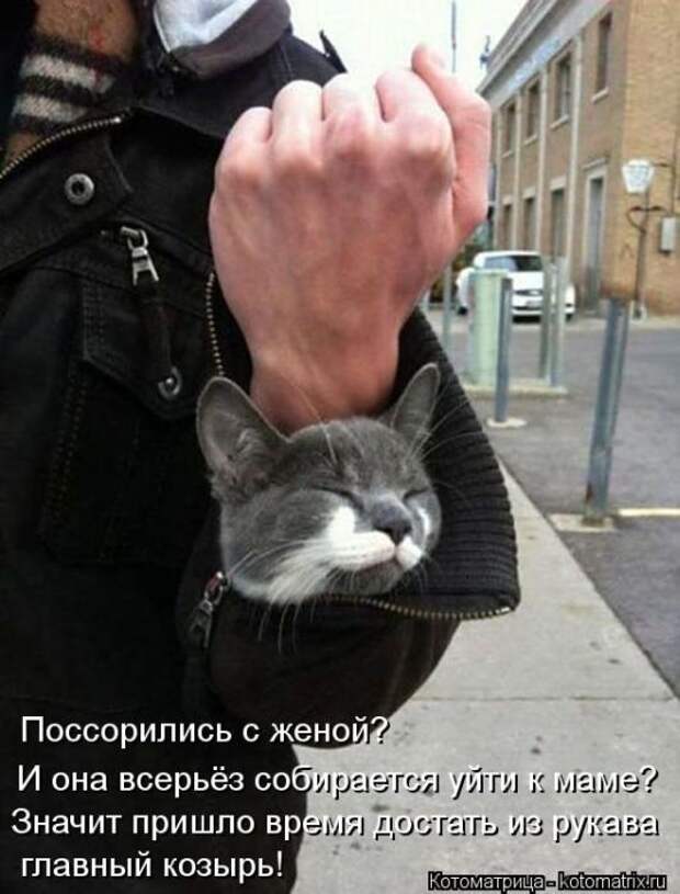Котоматрицы (картинки с надписями)