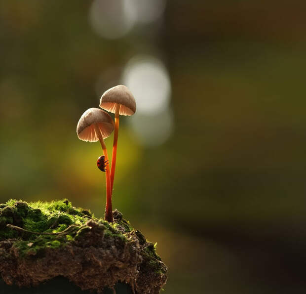 Тише тихой охоты - фото грибов в утреннем лесу Вячеслава Мищенко