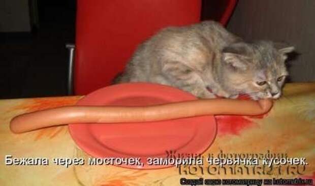 Сборка котоматриц