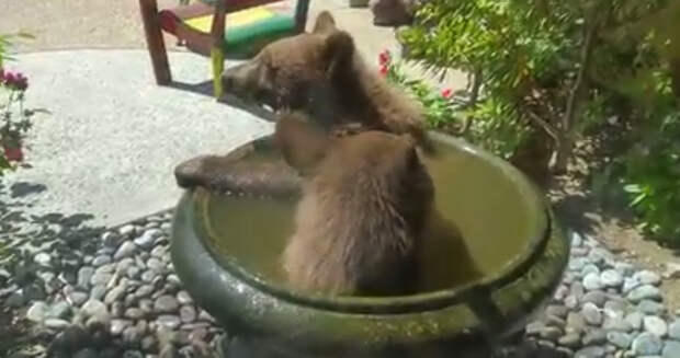 Stop Everything And Watch This Little Bear Cubs Playing In A Birdbath!