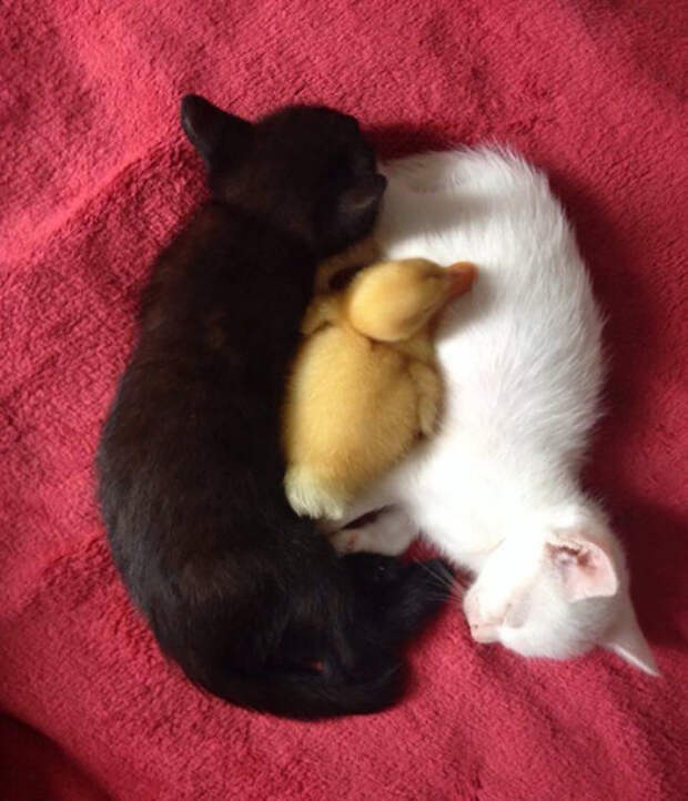 Yin, Yang And Quack