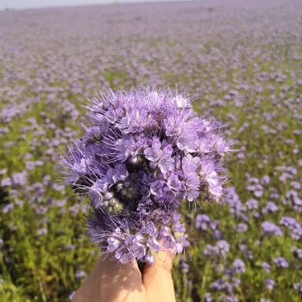 Поле с фацелией фото