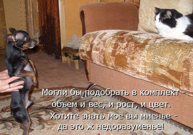 Лучшие котоматрицы недели Лучшие котоматрицы недели