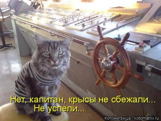 Лучшая котоматрица недели