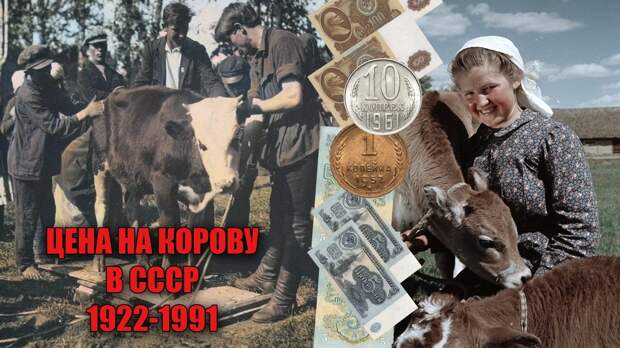Стоимость дойной коровы и молока в СССР: цены, зарплаты и динамика животноводства