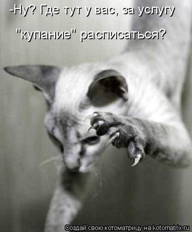 Лучшая котоматрица за неделю (32 фото)